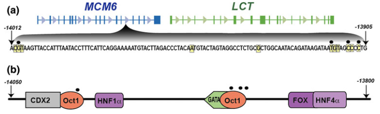 Diagram showing the MCM6 and LCT genes and their regulatory elements
