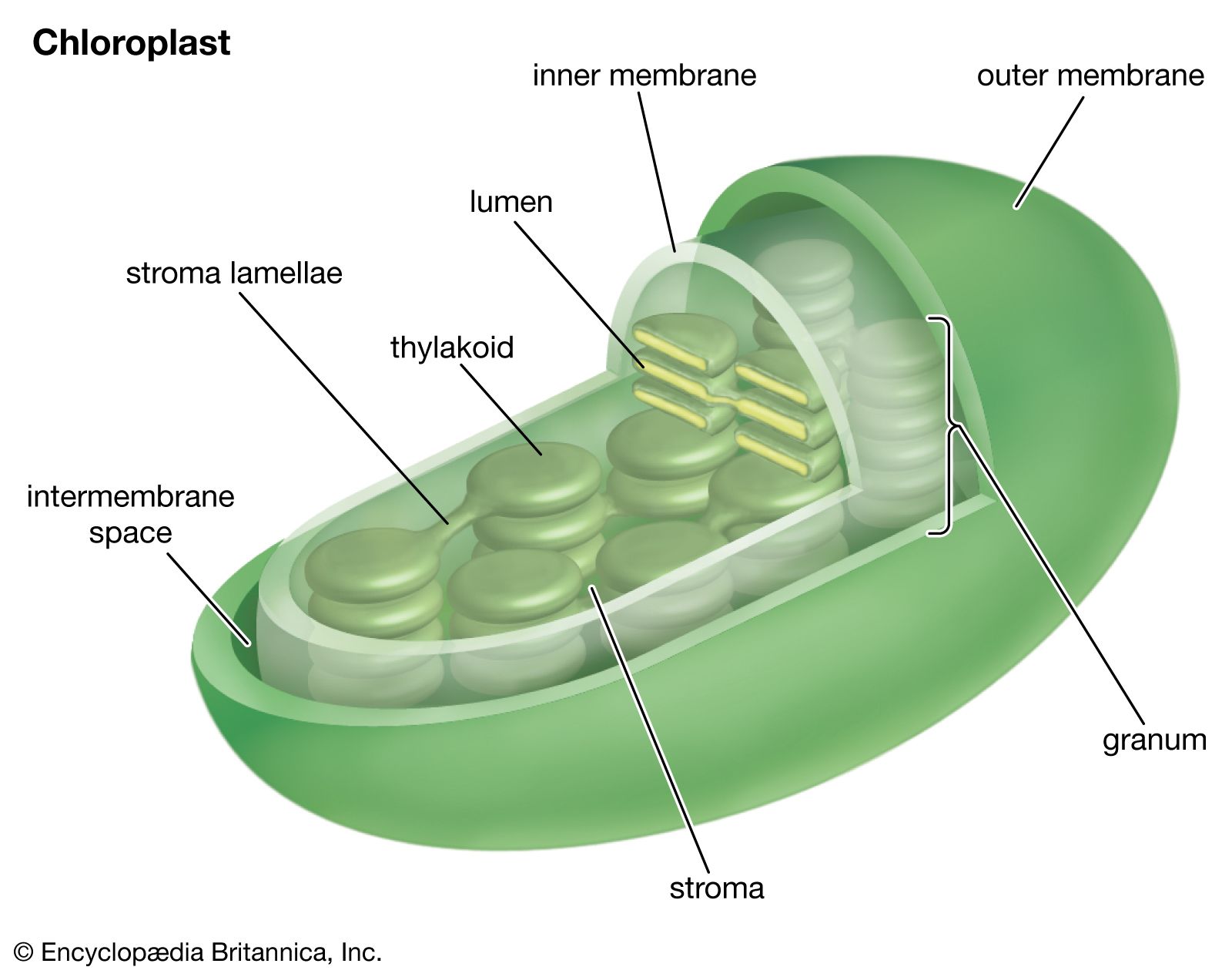 Chloroplast structure showing stroma, thylakoids, and membrane organization